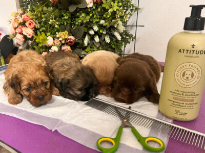 1st Generation Shih Poo puppies – playful, cute, hypoallergenic, and looking for loving homes.