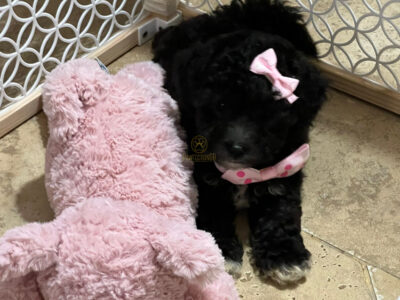 Maltipoo Mix Puppy with Black Coat and Pink Bow, Looking for a New Home