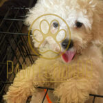 Adorable Maltipoo mix breed puppy with curly white fur, bright eyes, and a playful personality inside a crate.