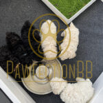 Maltipoo puppies in Barbados