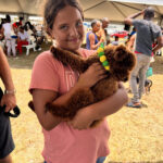 Toy poodles for sale in Barbados