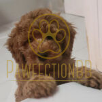 A close-up of Theo, a purebred male Toy Poodle stud with rich curly brown fur, resting his paws on a white surface while gazing into the camera.