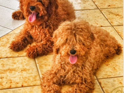 Red toy poodle puppy for sale in the Caribbean – PawfectionBB
