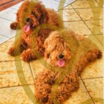 Toy poodles for sale in Barbados